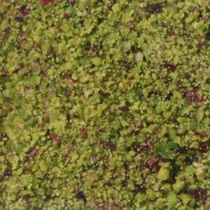 Farina di Pistacchio verde di Bronte DOP